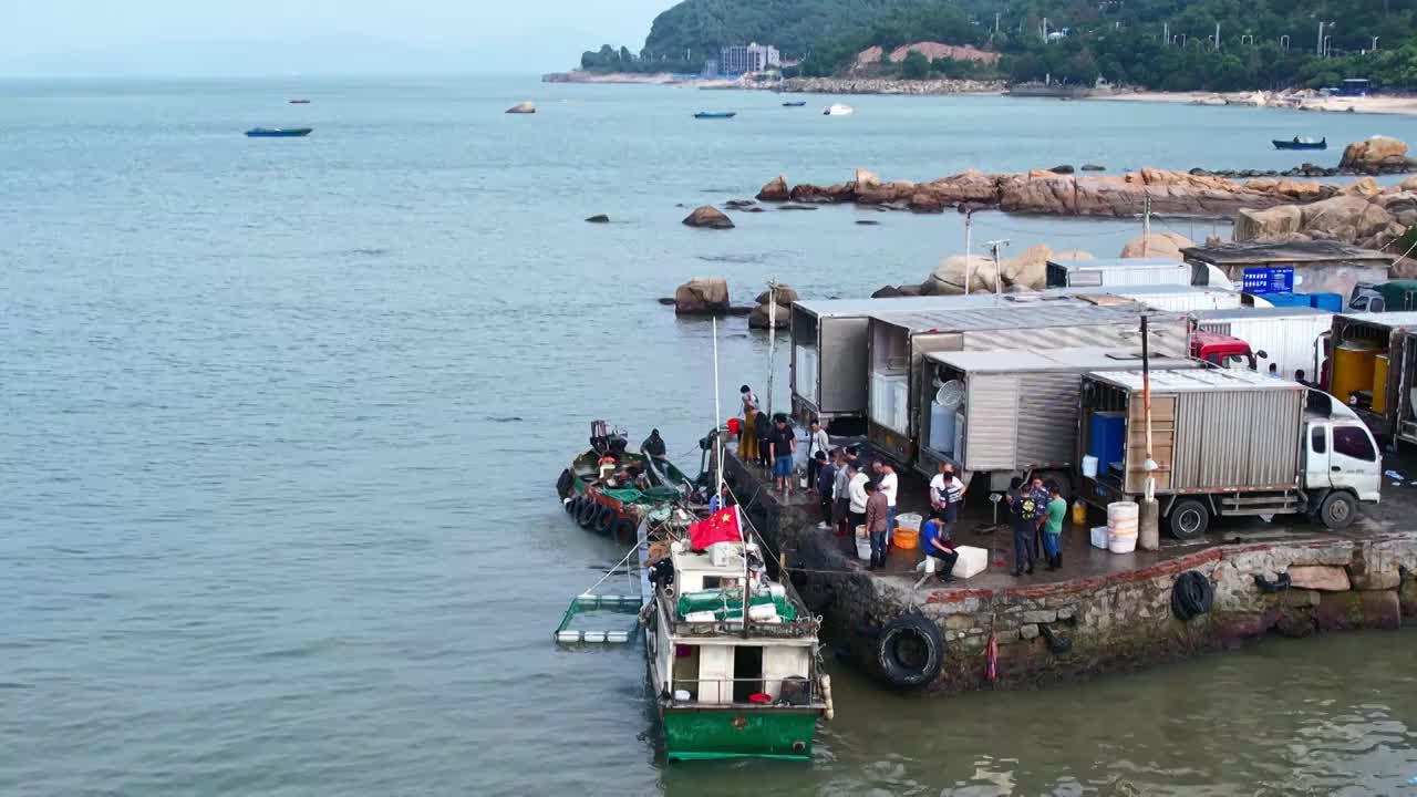 渔港码头卸鱼海鲜渔船停泊鲜活海鲜分拣视频素材