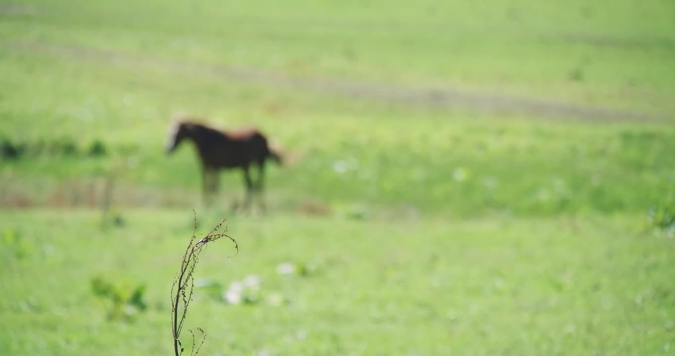 合集_马场牧场养马4K视频素材