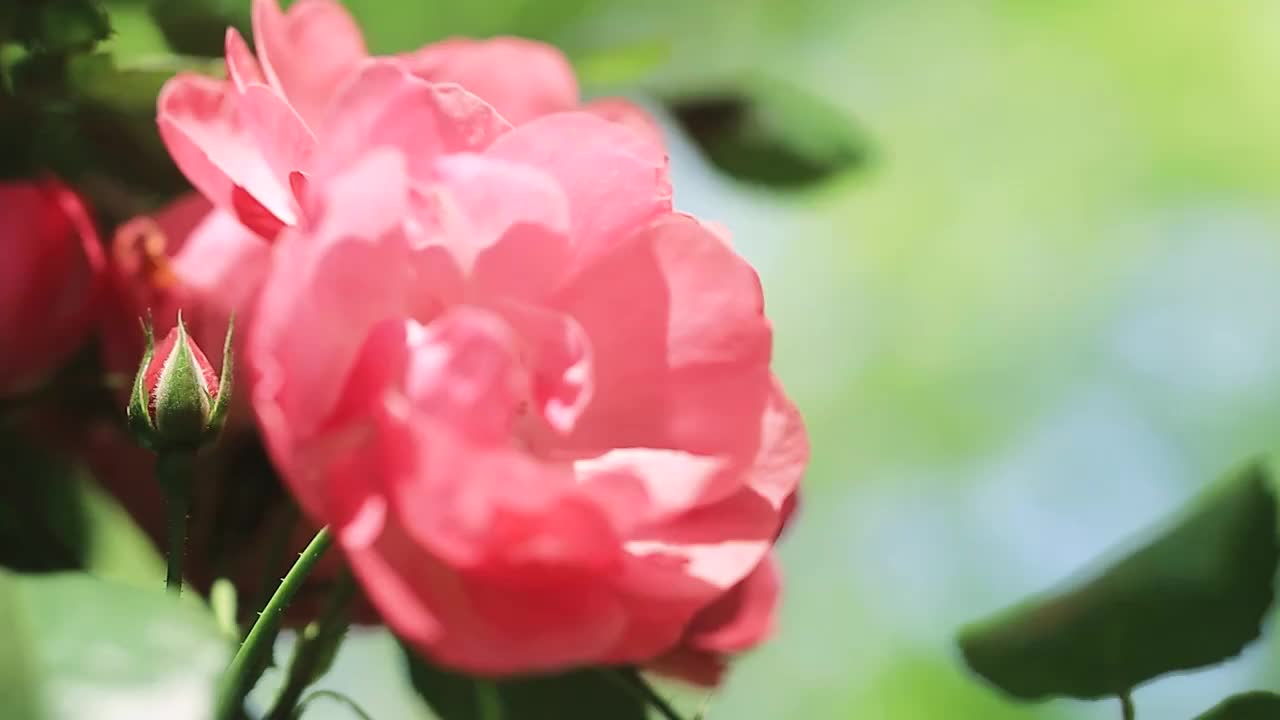 随风剧烈摇动的蔷薇视频素材