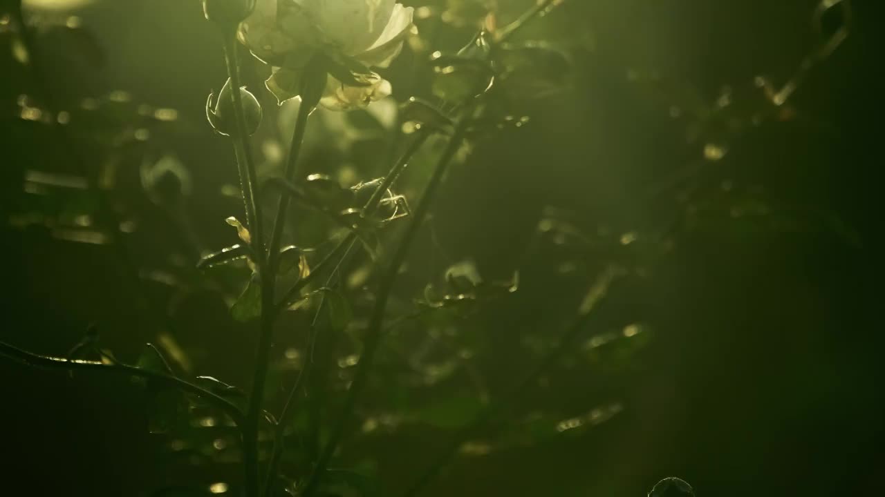 早晨的花朵4K（合集）视频素材