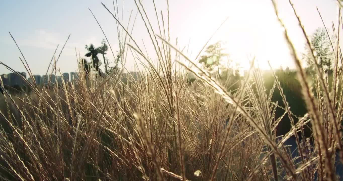 合集_原野大自然绿地4K（合集）视频素材