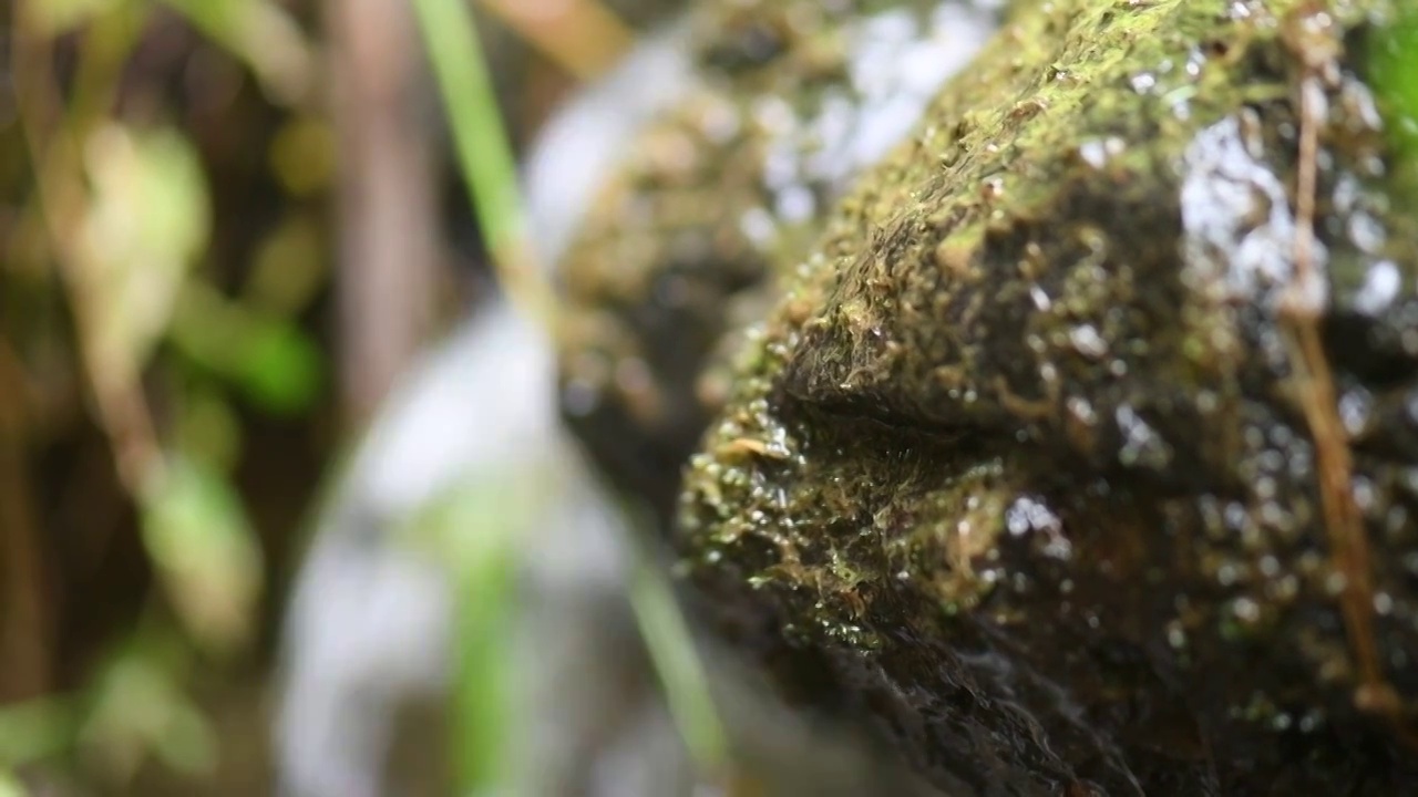 山泉水水滴水珠水泡潮湿视频素材