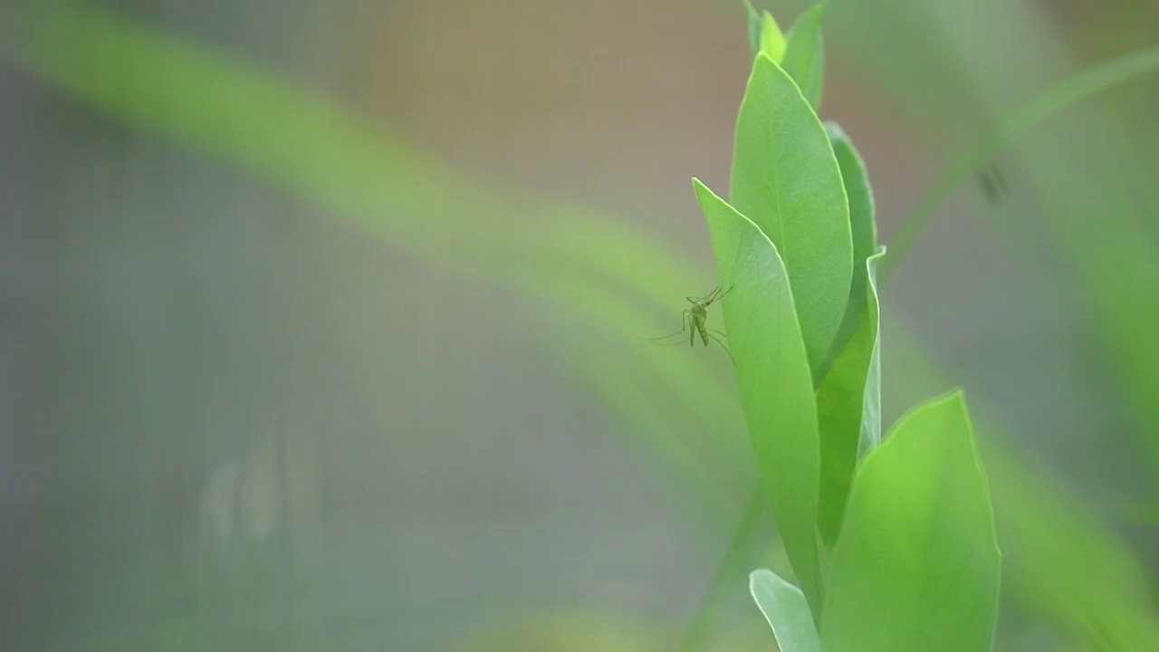 公园植物叶子上一只蚊子视频素材