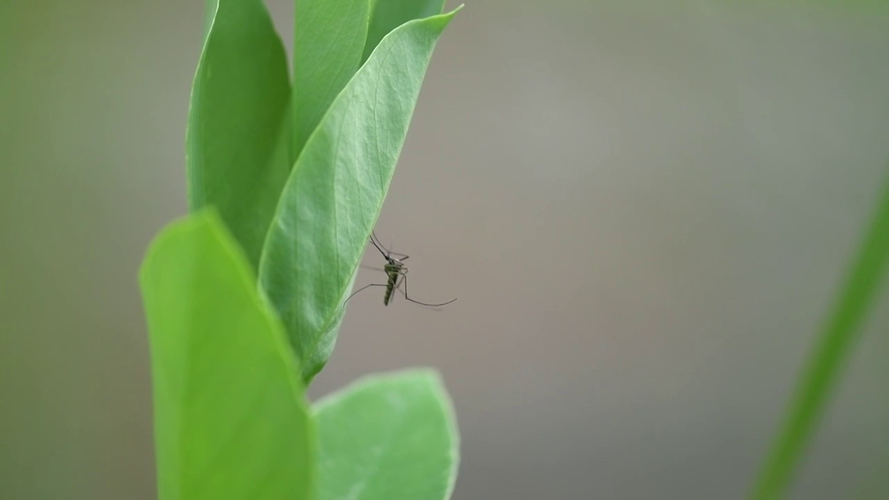 公园植物叶子上一只蚊子视频素材