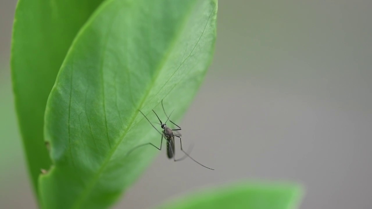 公园植物叶子上一只蚊子视频素材