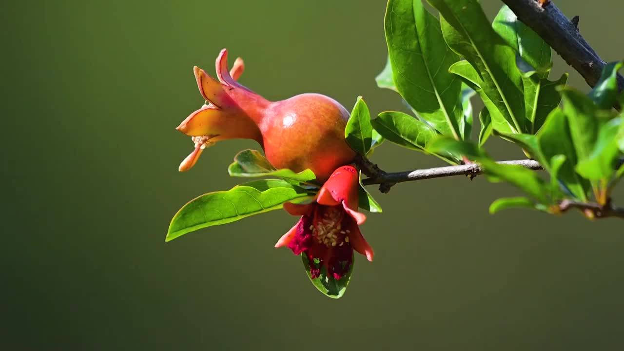 石榴花视频素材