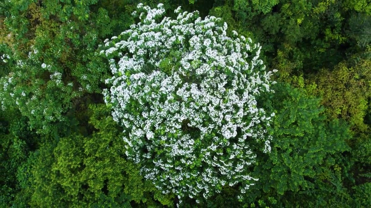 航拍春天森林白色野花花海绿色森林背景视频素材