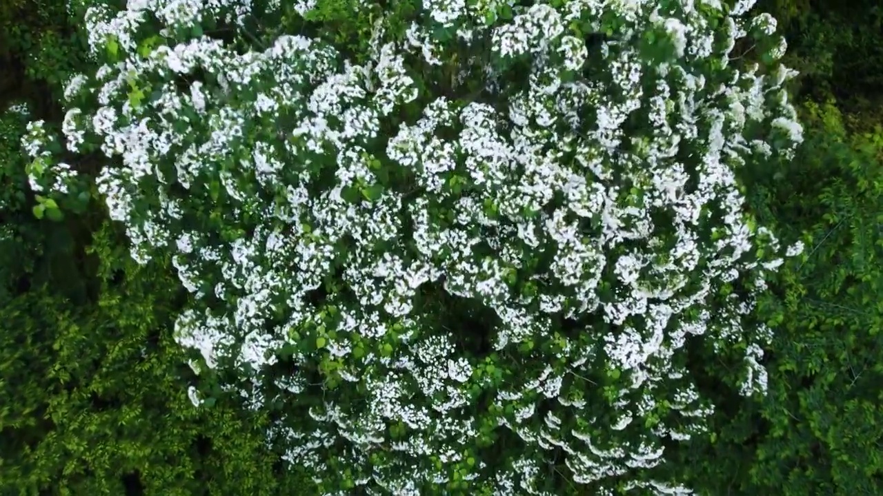 航拍春天森林白色野花花海绿色森林背景视频素材