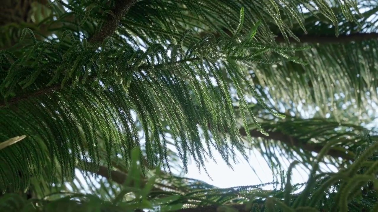 夏天阳光穿过树叶清新空镜视频素材