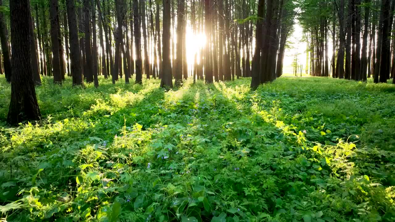 清新绿色森林里的阳光光束视频素材