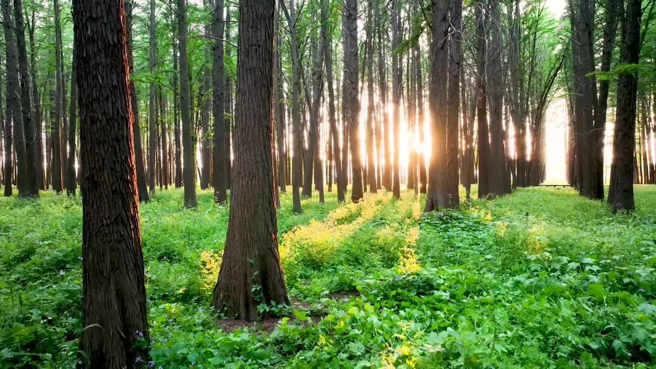 清新绿色森林里的阳光光影视频素材