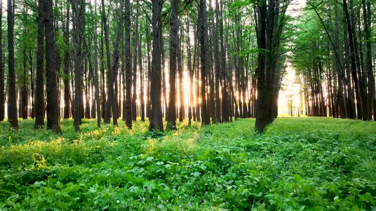 清新绿色森林里的阳光光束视频素材