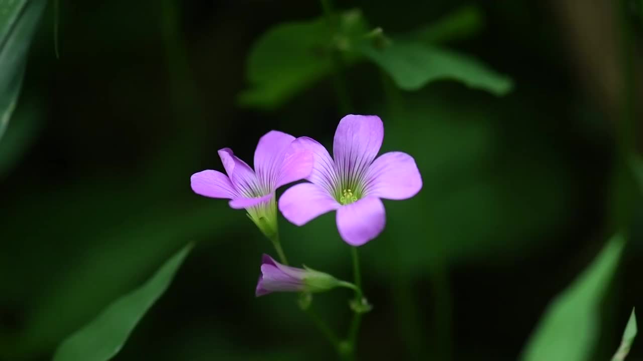 幸运草花朵视频素材