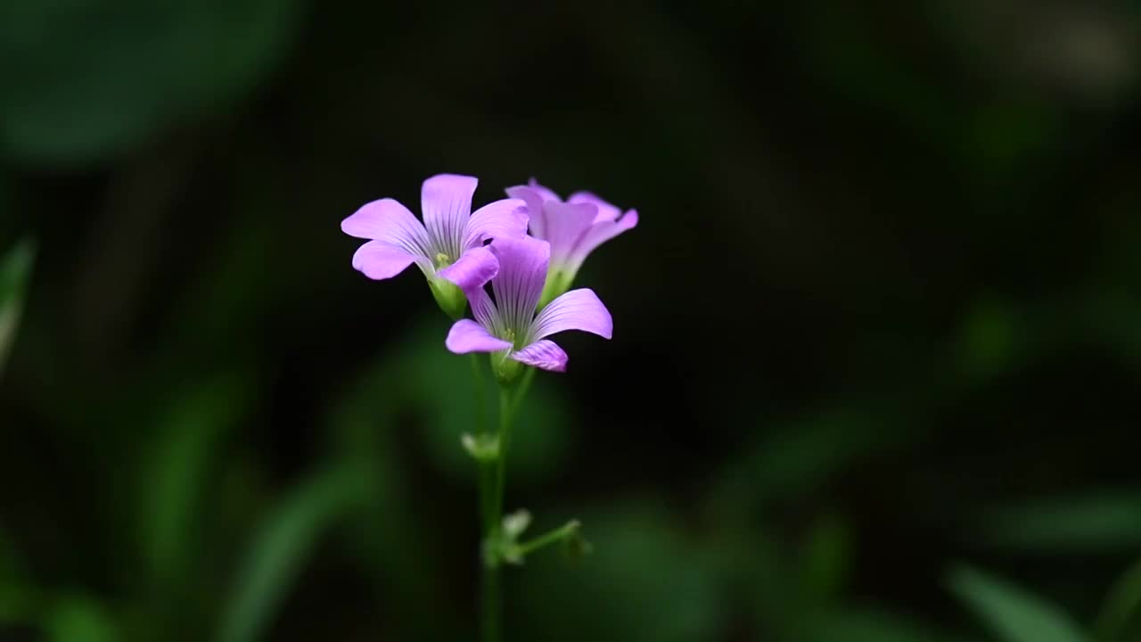 幸运草花朵视频素材