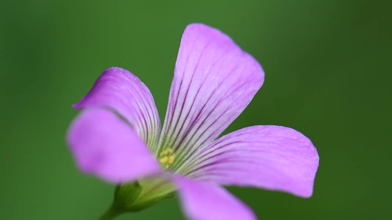 幸运草花朵视频素材