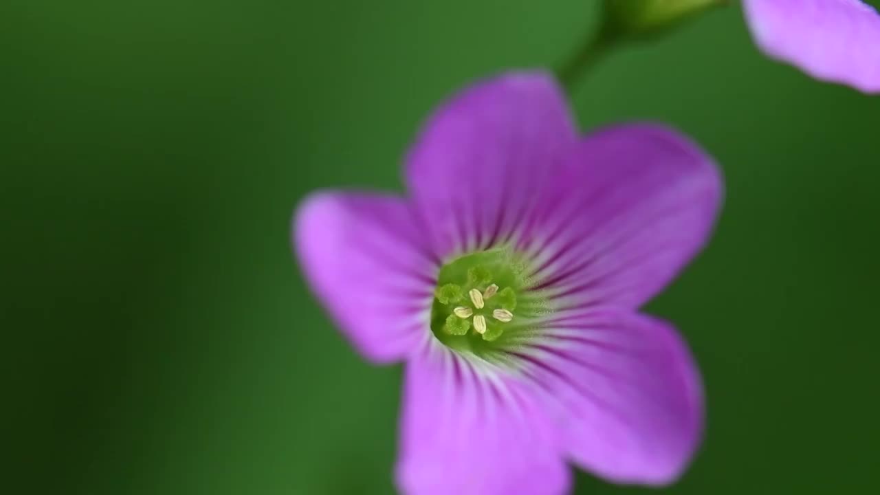 幸运草花朵视频素材