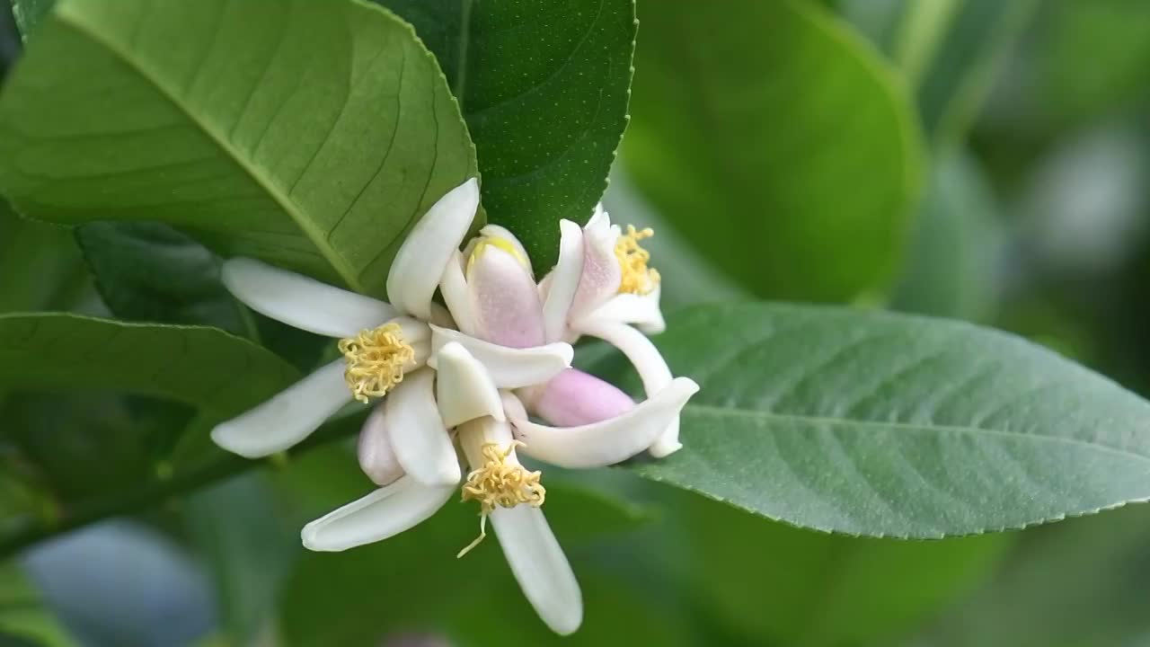 香水柠檬花朵视频素材