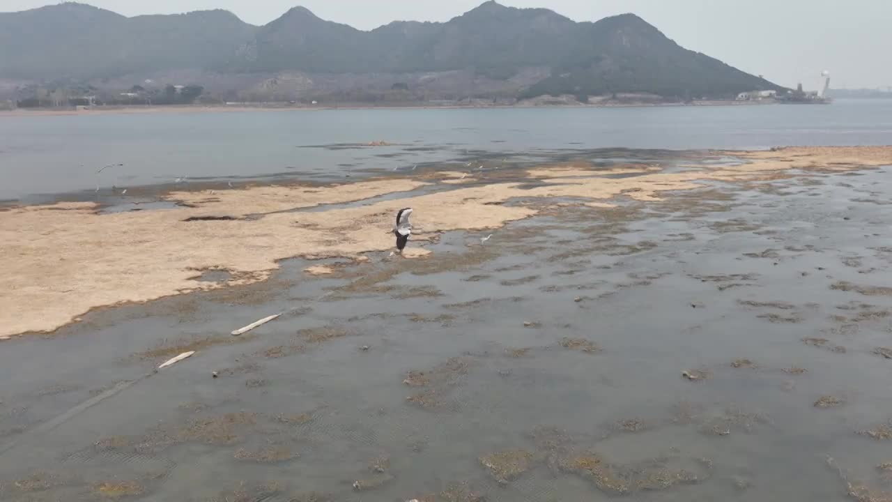 北京怀柔水库春天苍鹭飞翔航拍慢镜头视频素材