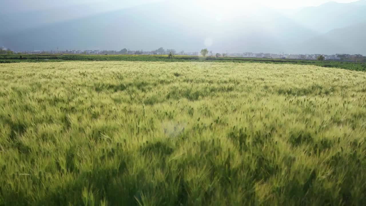 夏天阳光下随风摇曳的麦田麦穗视频素材