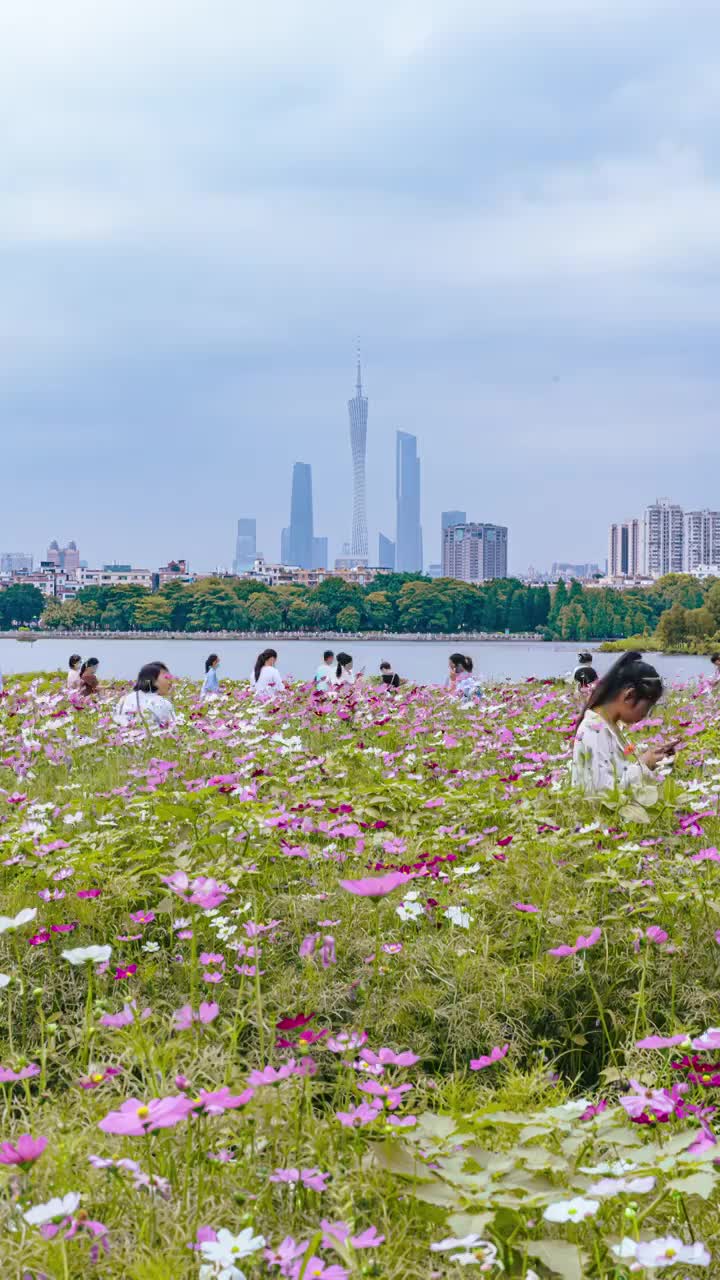 广州珠江新城三件套和海珠湖桑格花海视频素材