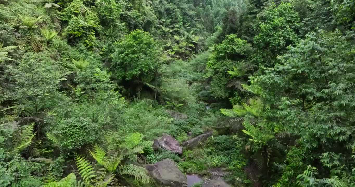 航拍大山丛林乐山桫椤沟远古植物活化石桫椤树群落视频素材