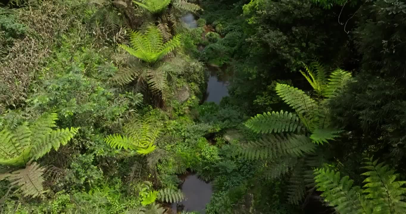 航拍大山丛林乐山桫椤沟远古植物活化石桫椤树群落视频素材