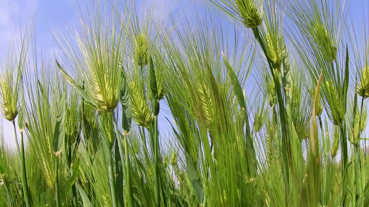 麦子、小麦、大麦、麦穗视频素材