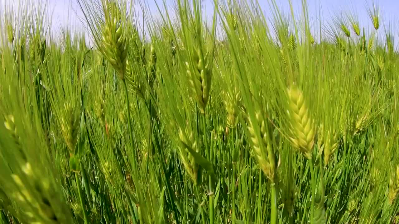 麦子、小麦、大麦、麦穗视频素材