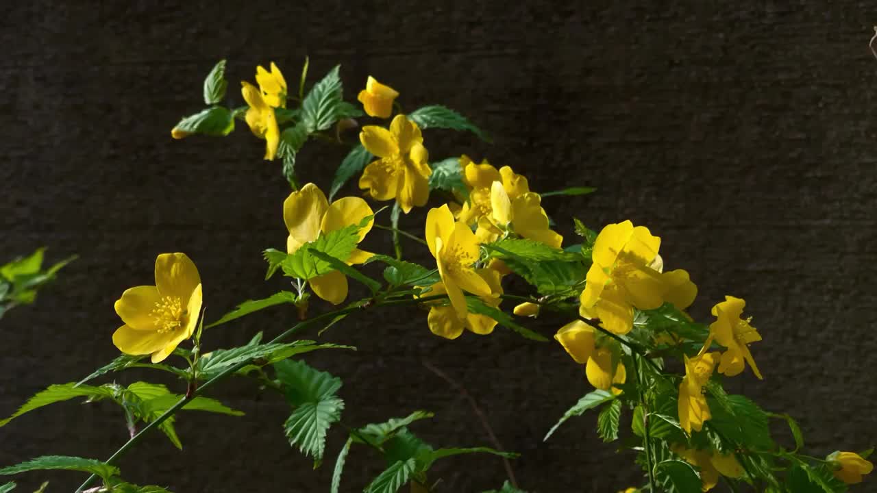 春风吹拂着黄色花儿视频素材