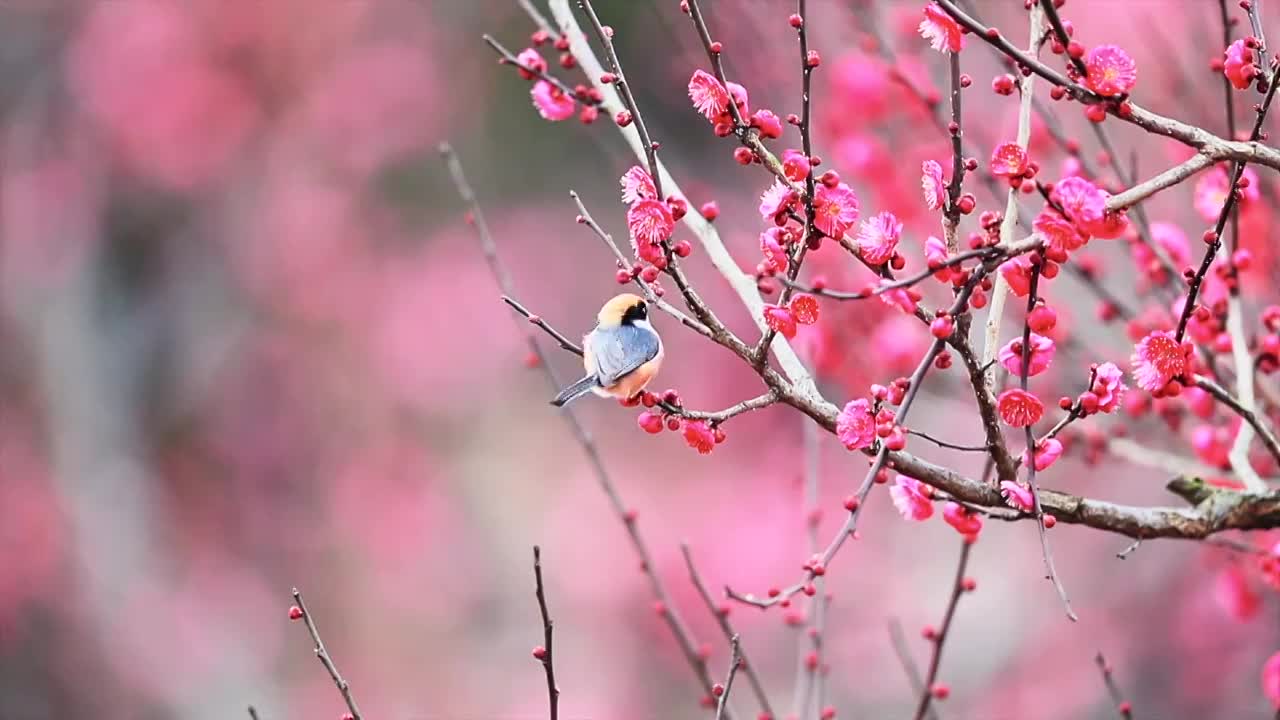 鸿运当头视频下载