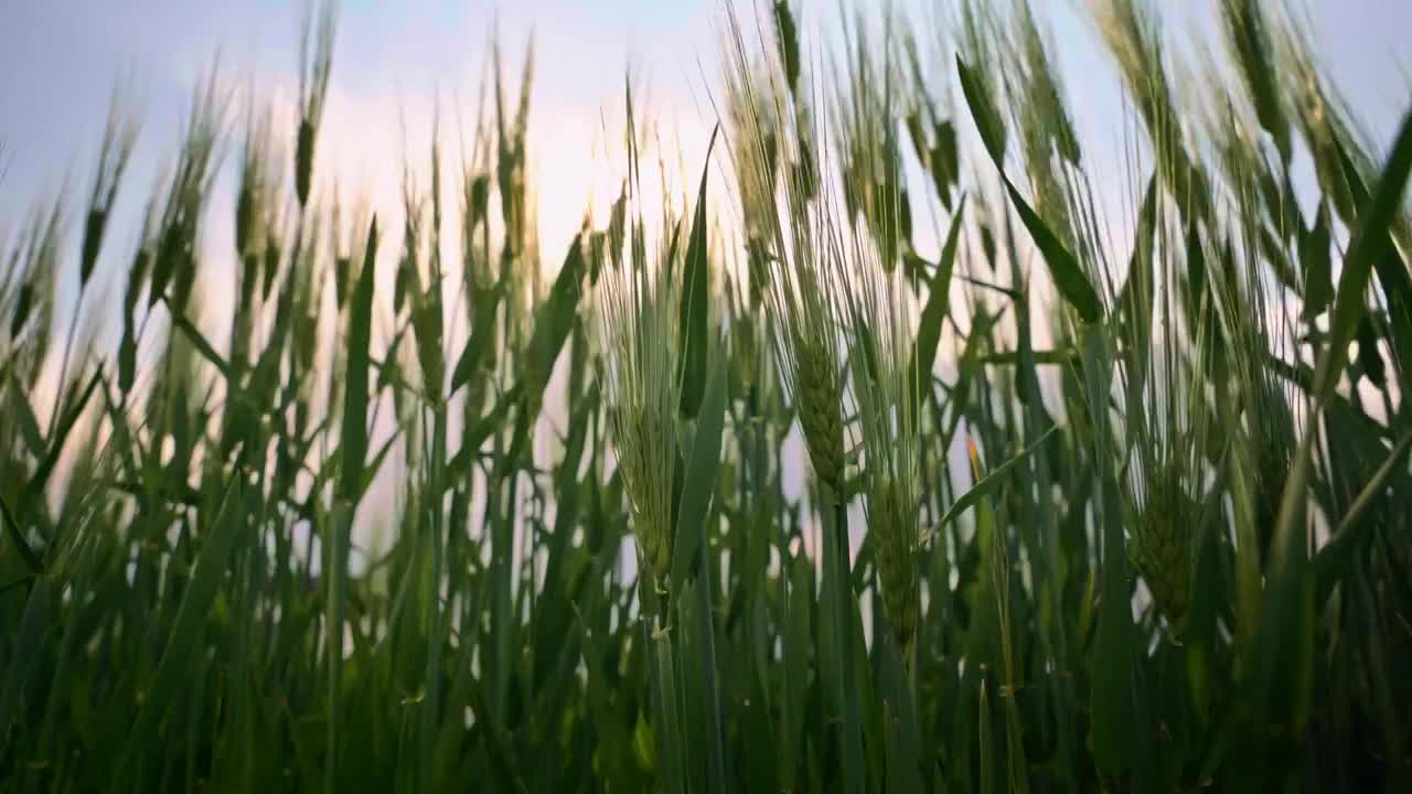 夏天阳光下随风摇曳的麦穗视频素材