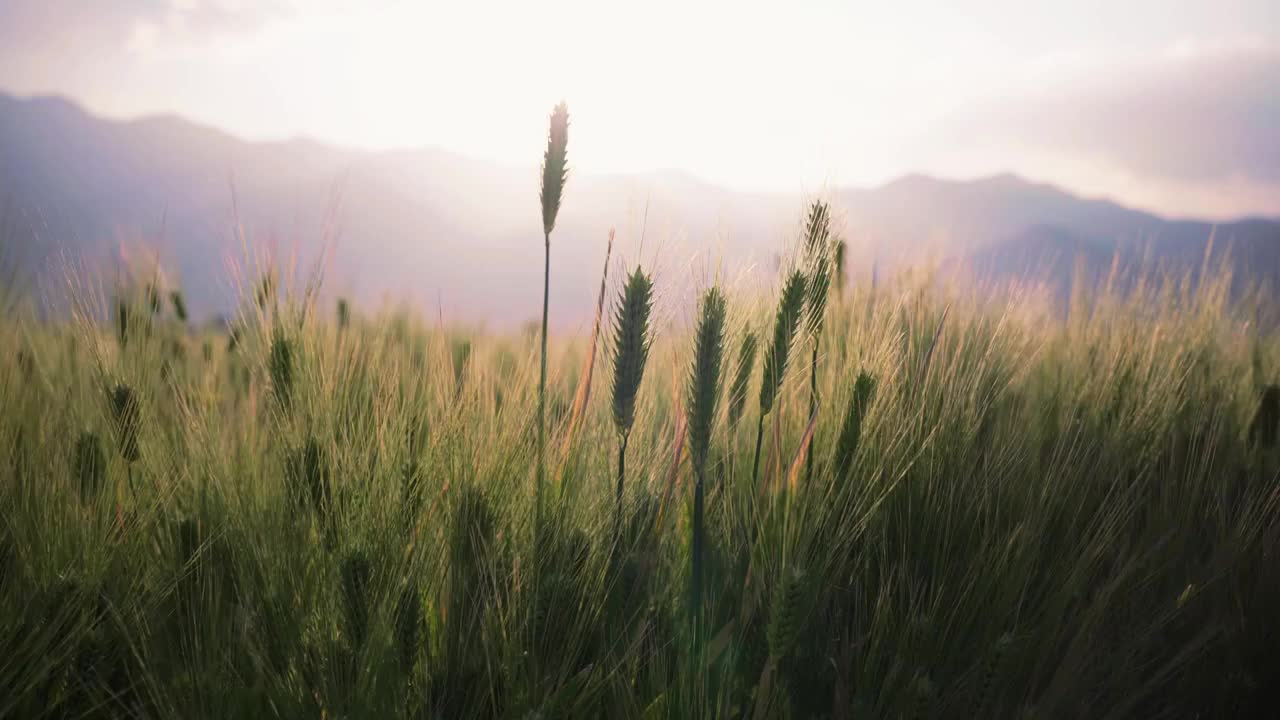 夏天阳光下随风摇曳的麦穗视频素材