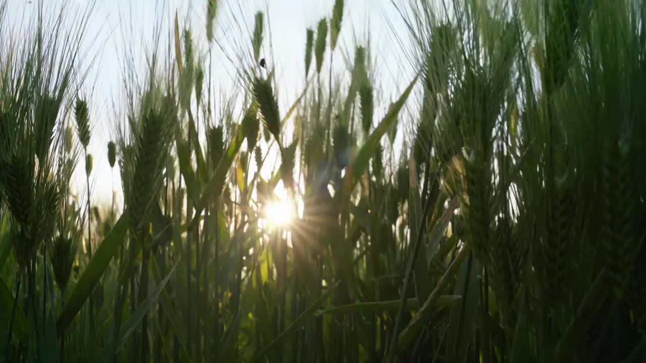 夏天阳光下随风摇曳的麦穗视频素材