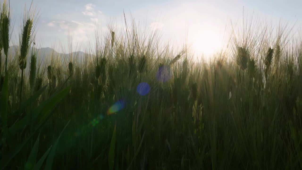 夏天阳光下随风摇曳的麦穗视频素材