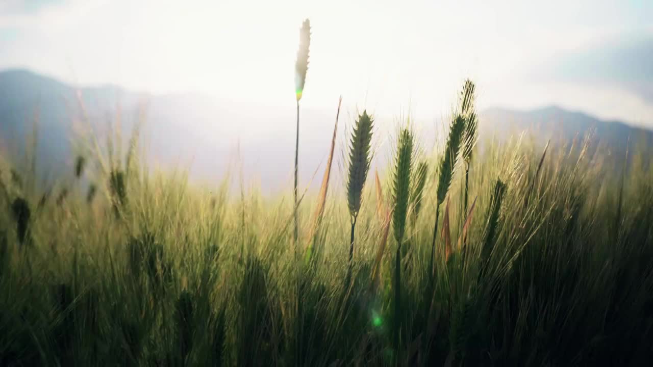 夏天阳光下随风摇曳的麦穗视频素材