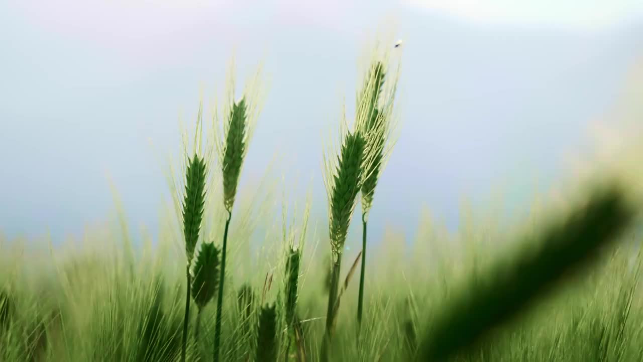 夏天阳光下随风摇曳的麦穗视频素材