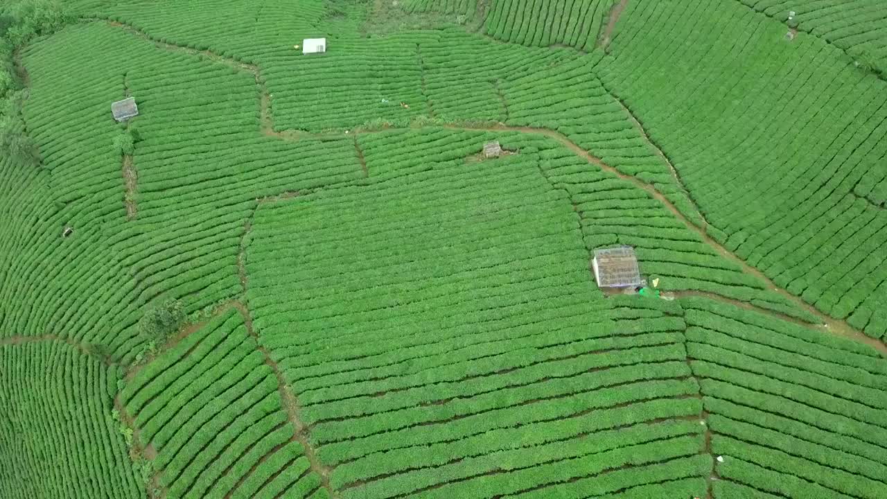 贵州茶园航拍视频下载