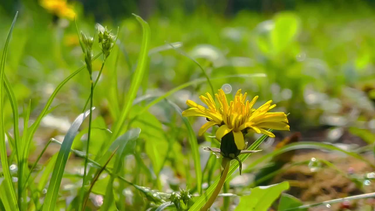 蒲公英花视频素材