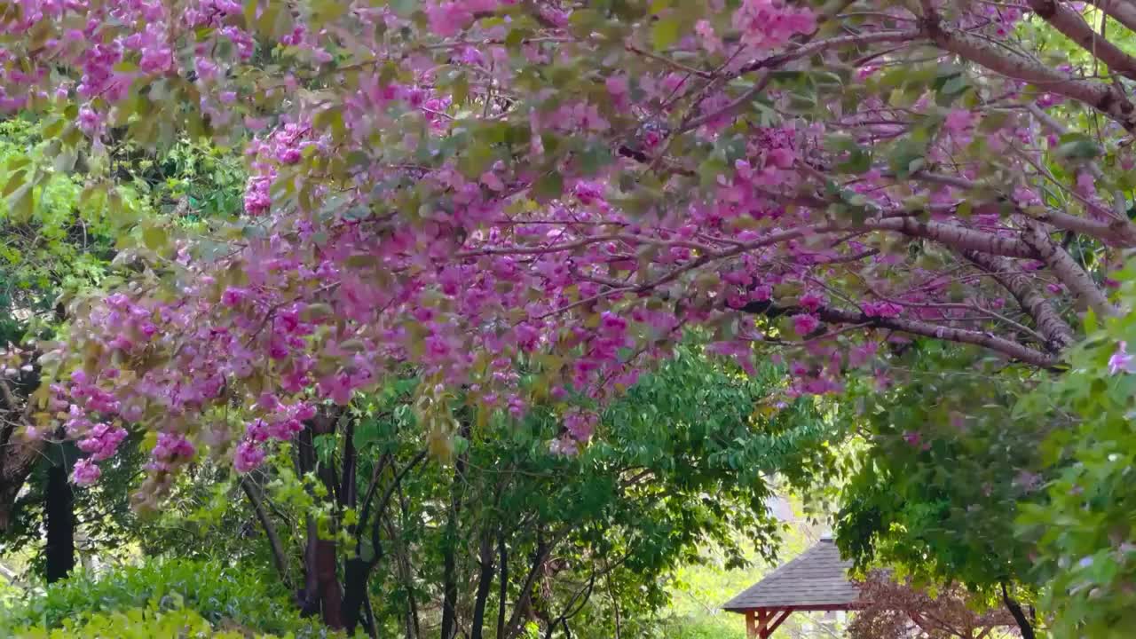 飞舞的樱花视频素材