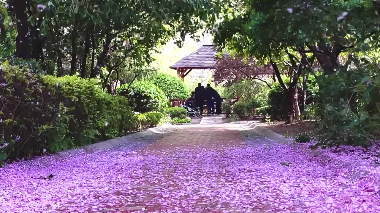 飞舞的樱花视频素材