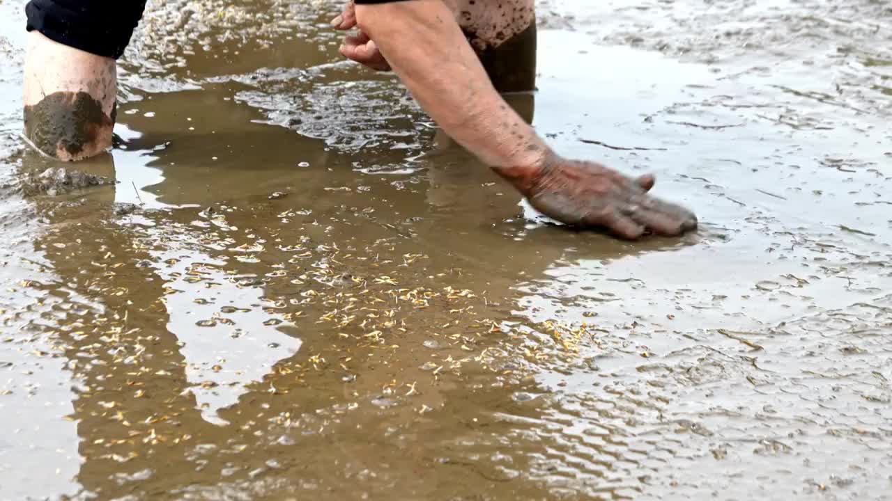 农民撒播水稻种子春天立春雨水芒种小满稻谷视频素材