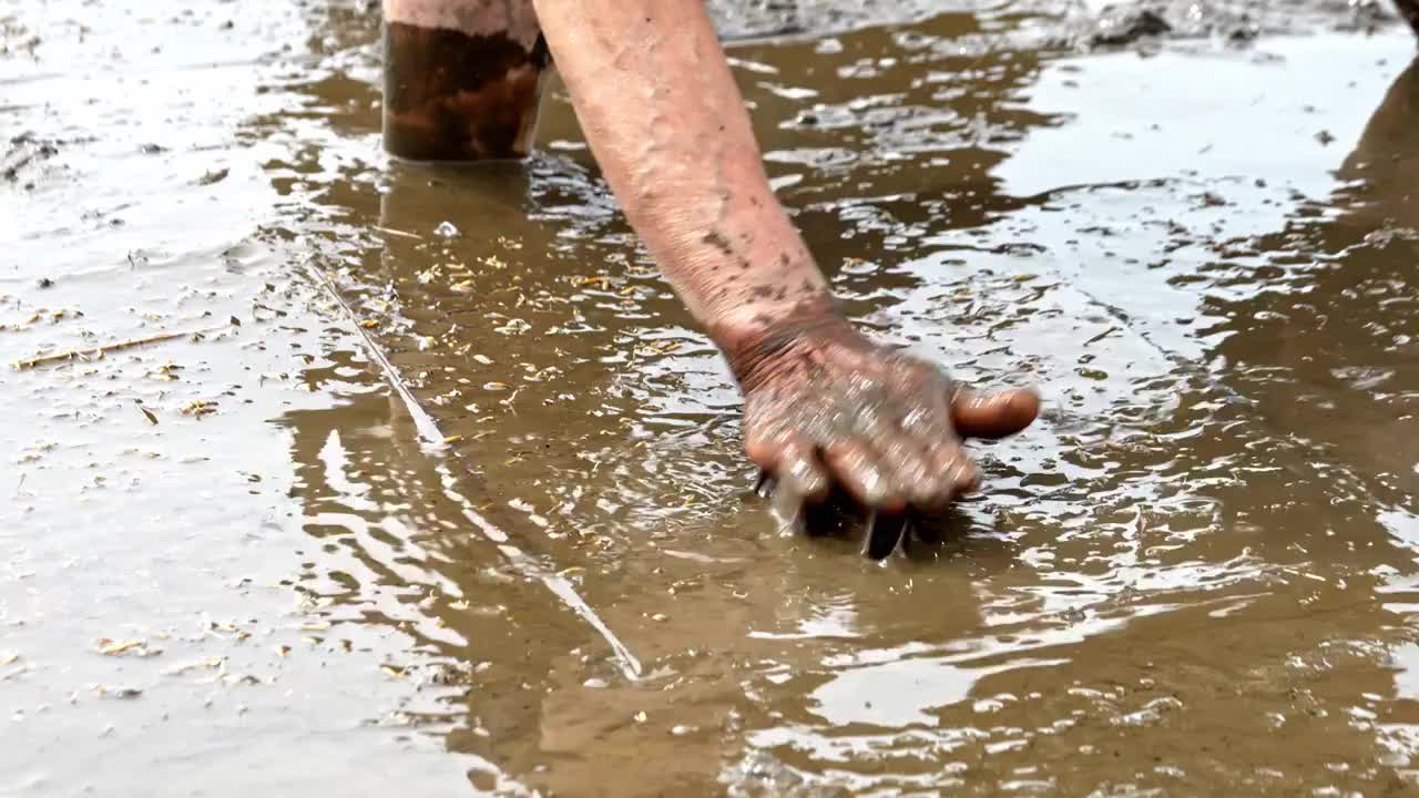 农民撒播水稻种子春天立春雨水芒种小满稻谷视频素材