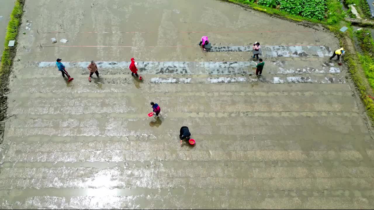 农民撒播水稻种子春天立春雨水芒种小满稻谷视频素材