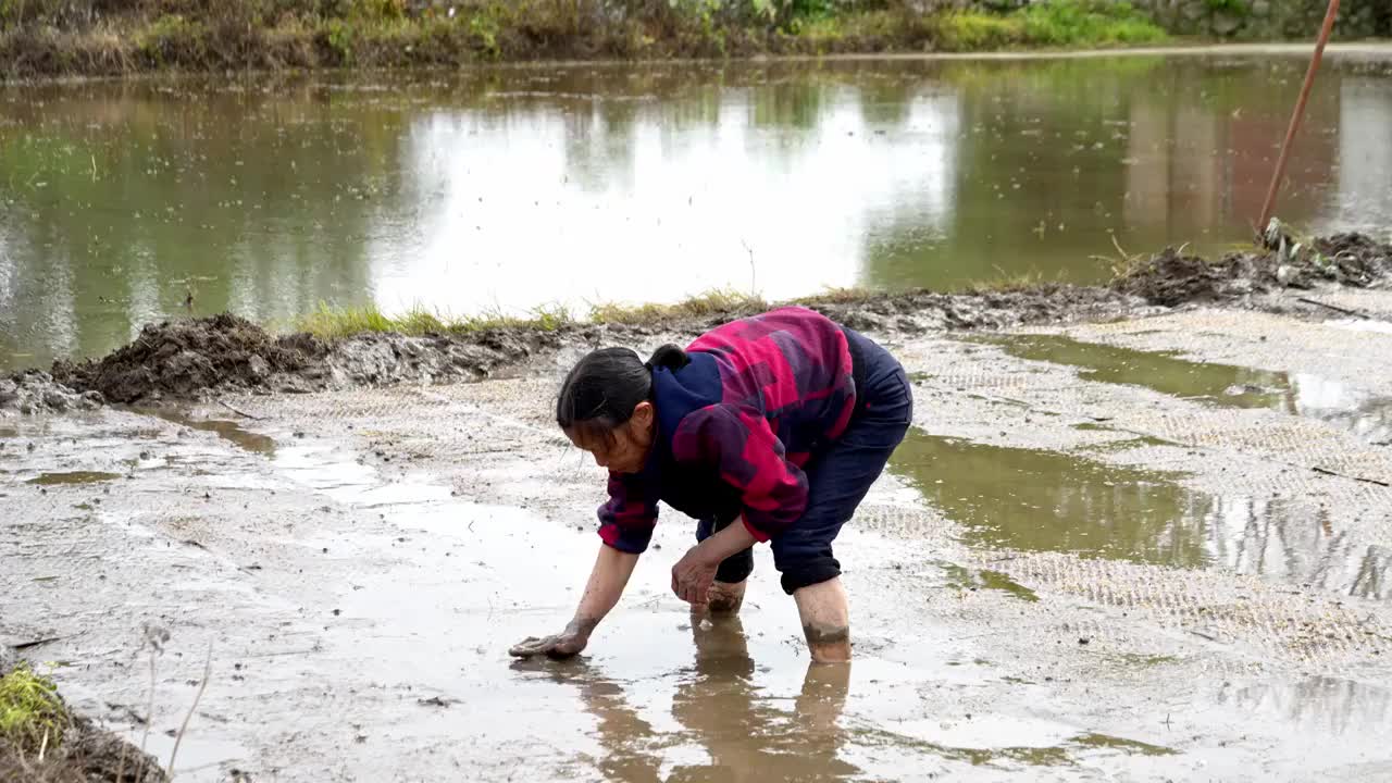 农民撒播水稻种子春天立春雨水芒种小满稻谷视频素材