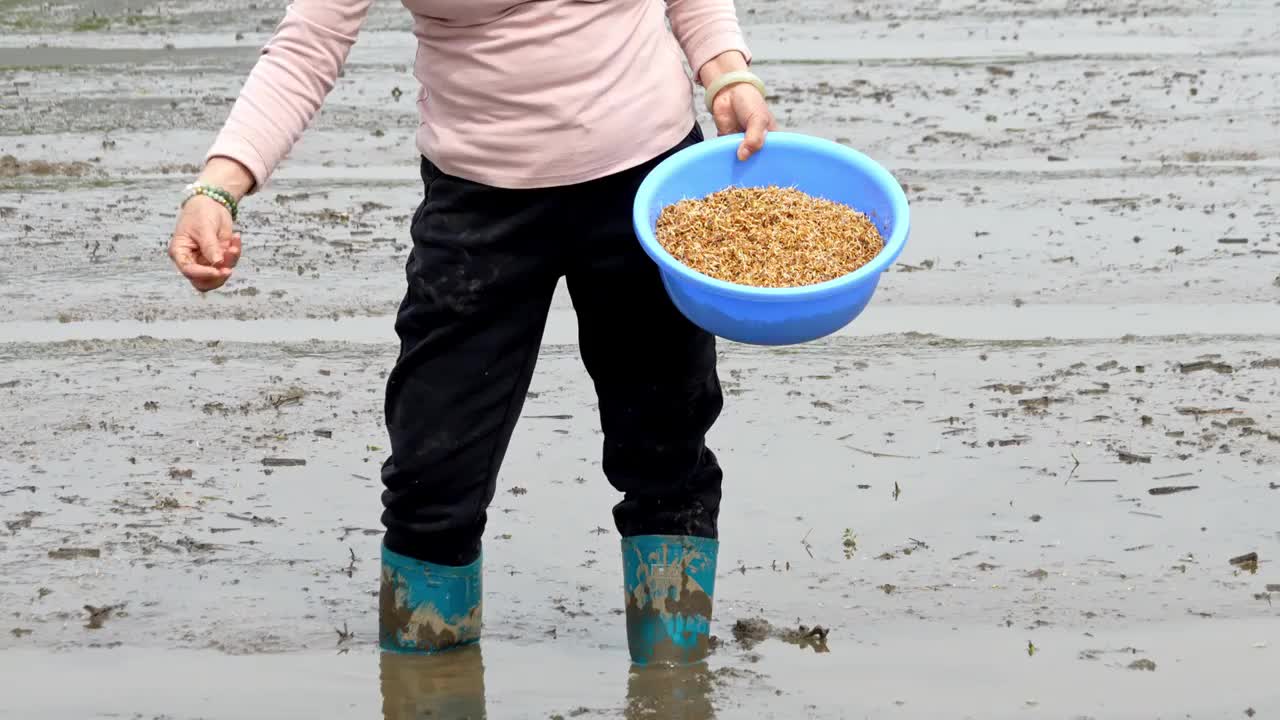 农民撒播水稻种子春天立春雨水芒种小满稻谷视频素材