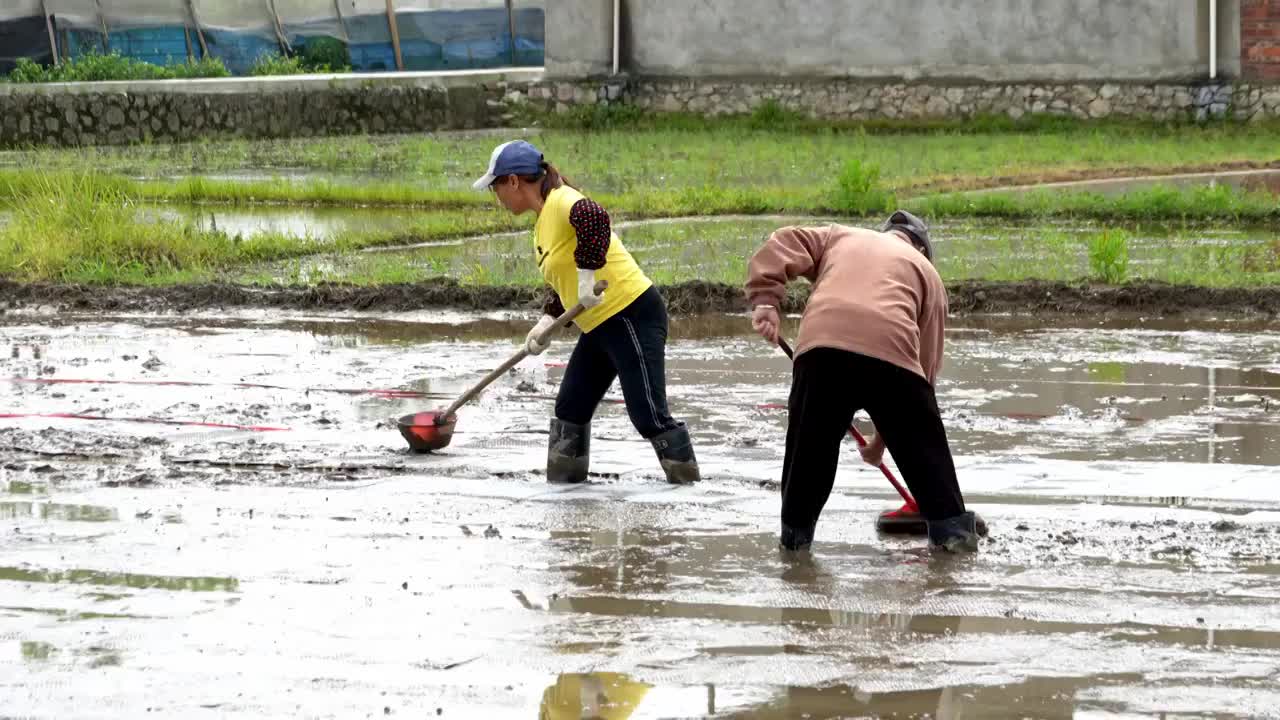 农民撒播水稻种子春天立春雨水芒种小满稻谷视频素材