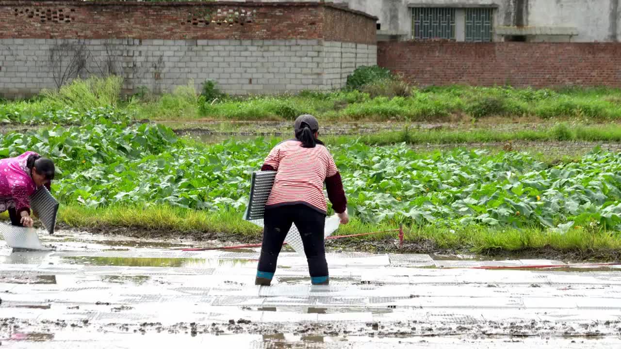 农民撒播水稻种子春天立春雨水芒种小满稻谷视频素材