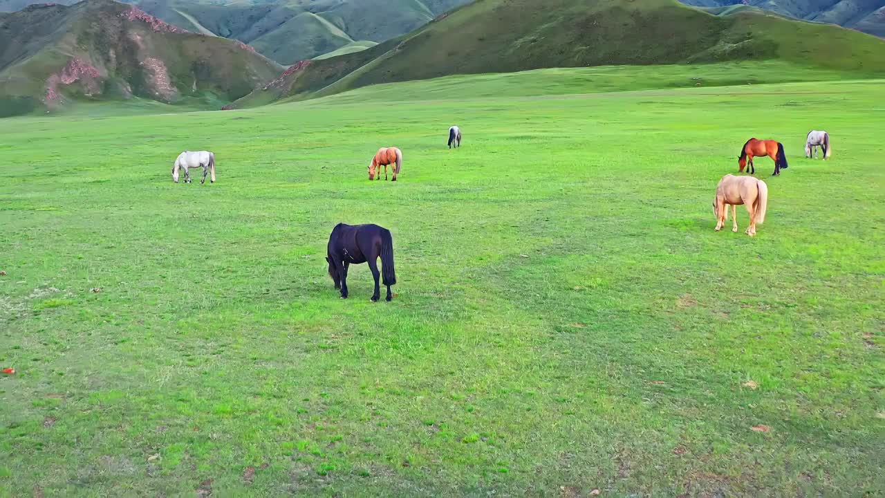 河边上吃草的马群视频素材