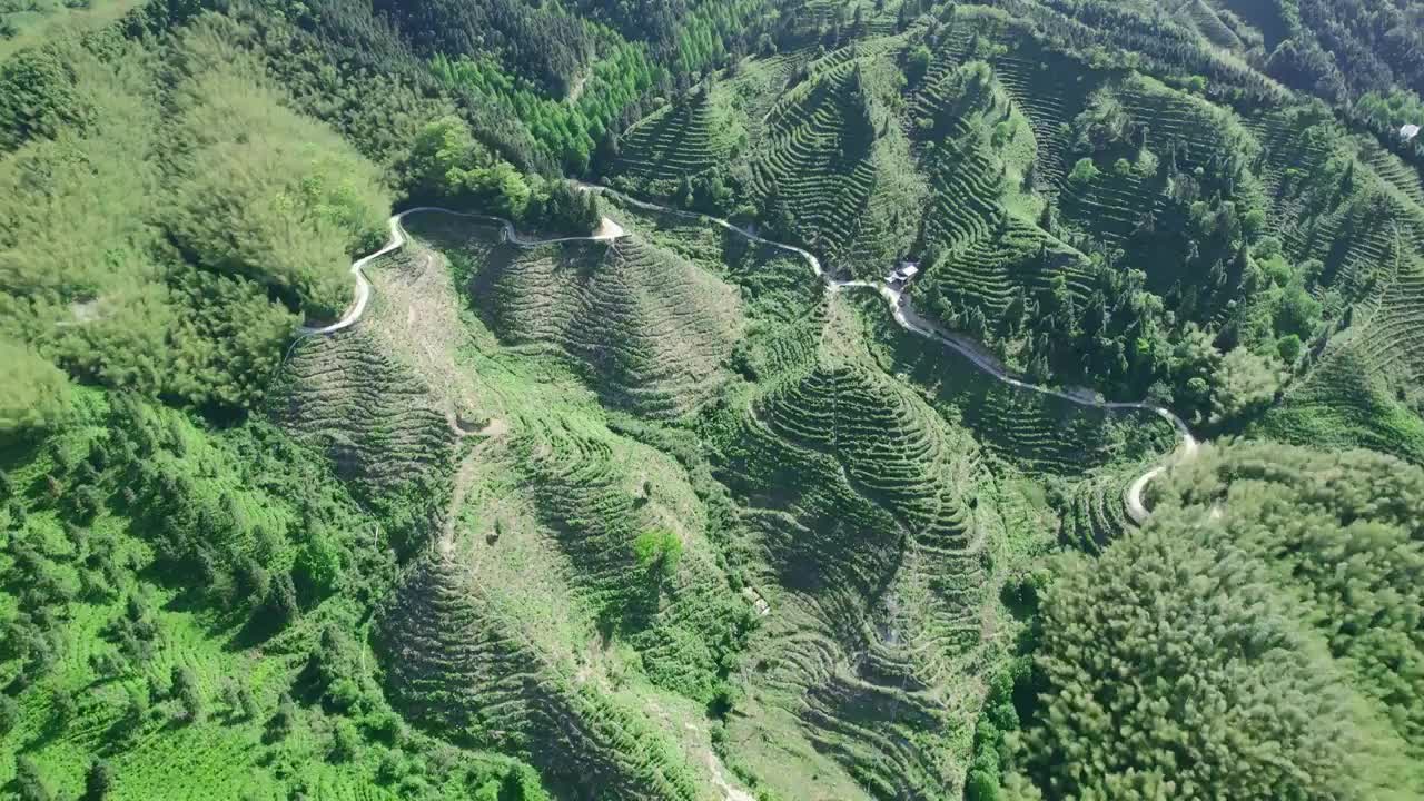 大山里茶园农场视频视频素材