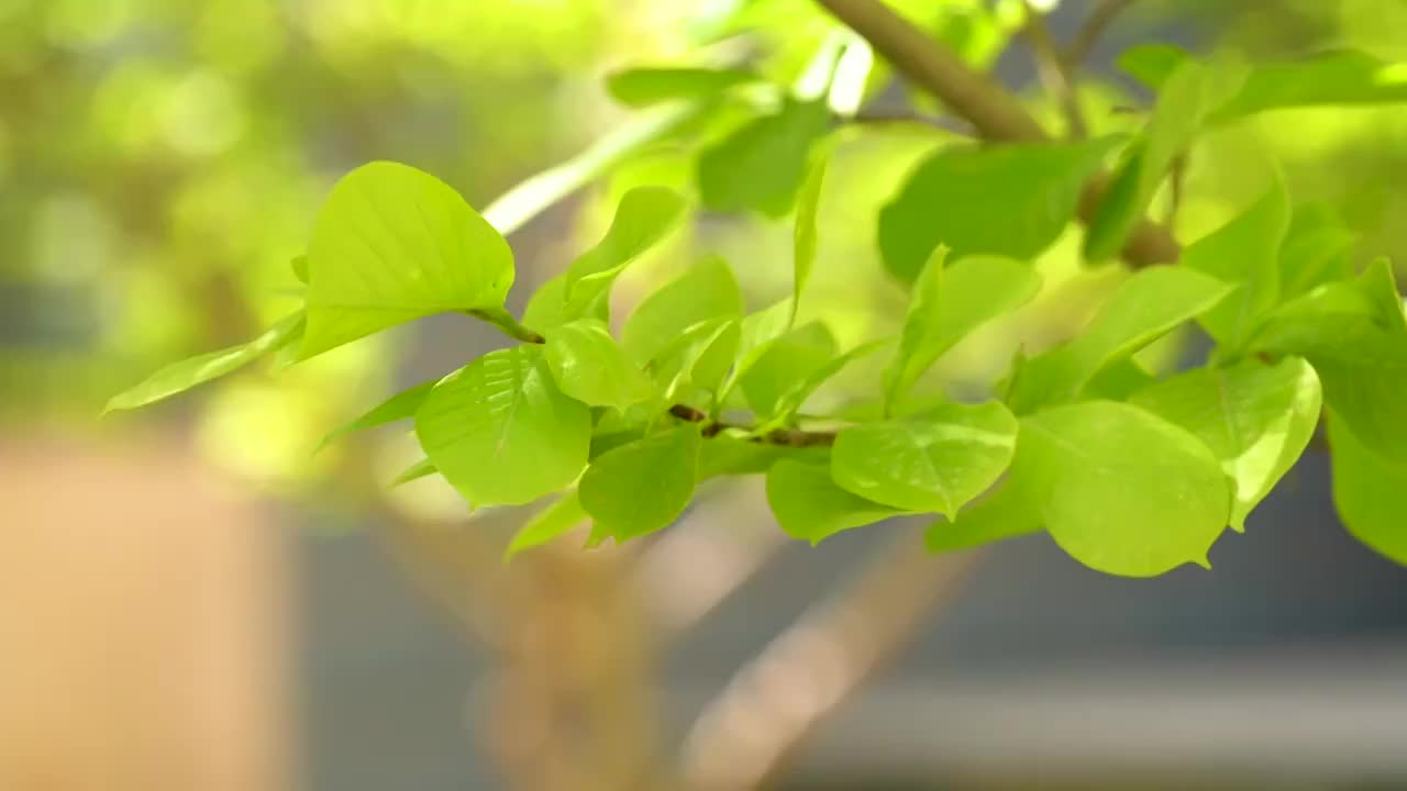 绿色树叶随风摇摆视频素材